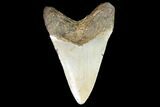 Fossil Megalodon Tooth - North Carolina #99335-2